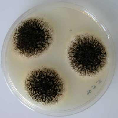 Aspergilus niger