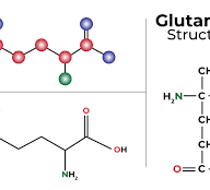 Glutamine