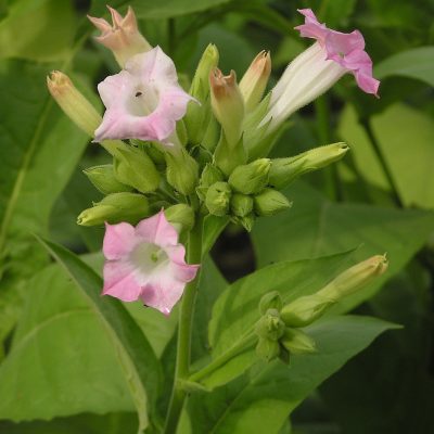 Nicotinum