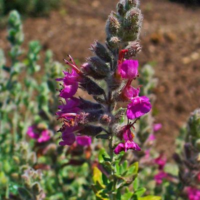 Teucrium marum verum
