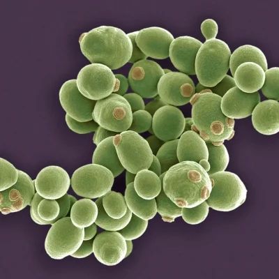 Yeast