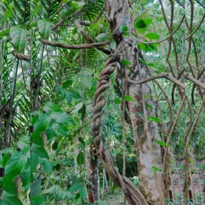 Banisteria caapi