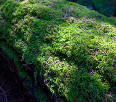 Mosses (Ton Jansen)